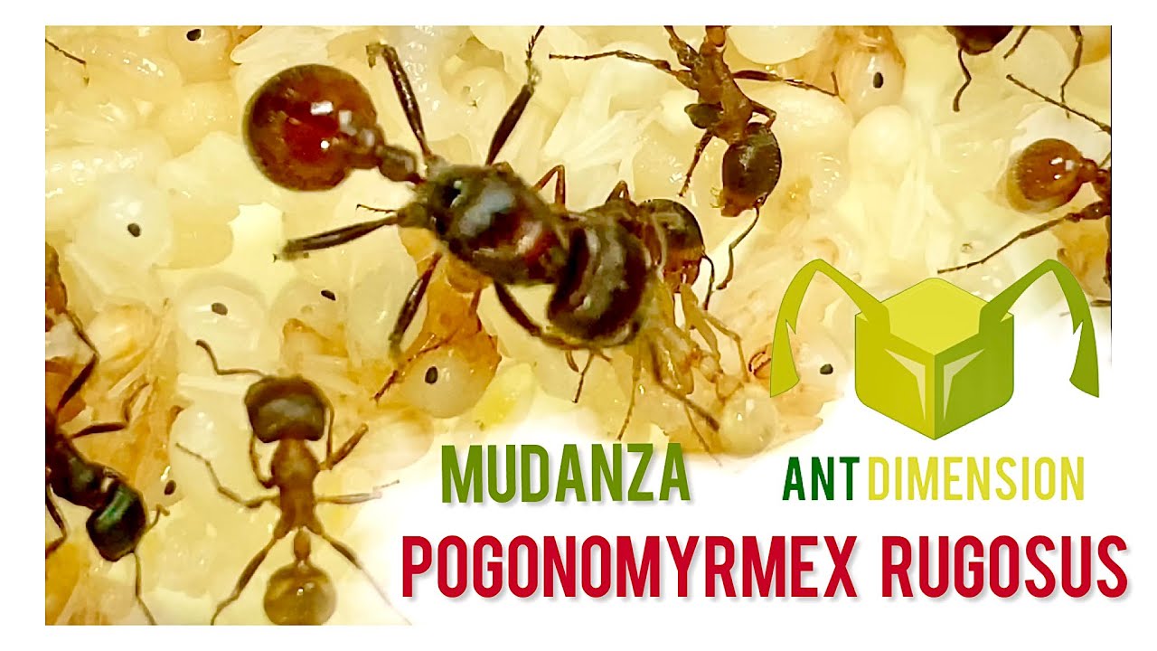 Pogonomyrmex rugosus | Tips de crianza y Mudanza #antdimension
