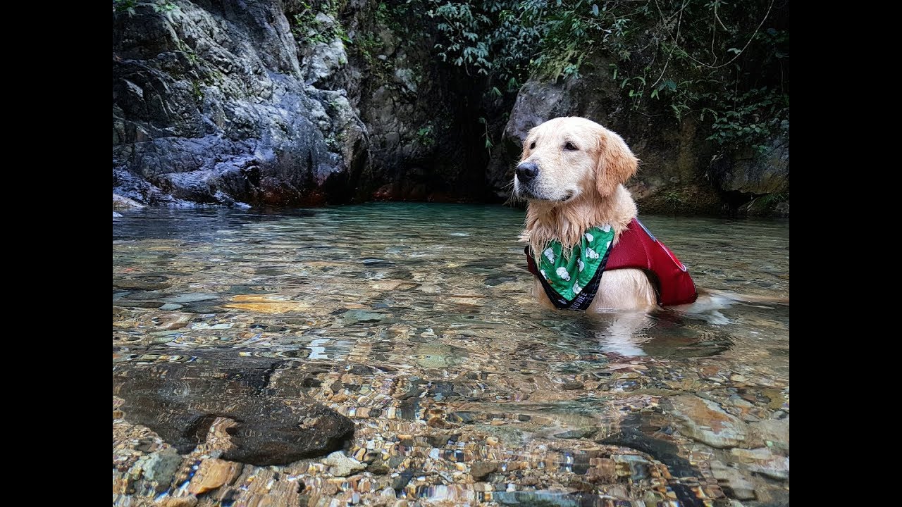DOGVENTURE Episode 1 - Petualangan Snowee the Golden ke Air Terjun Bogor! | SNOWEE THE GOLDEN