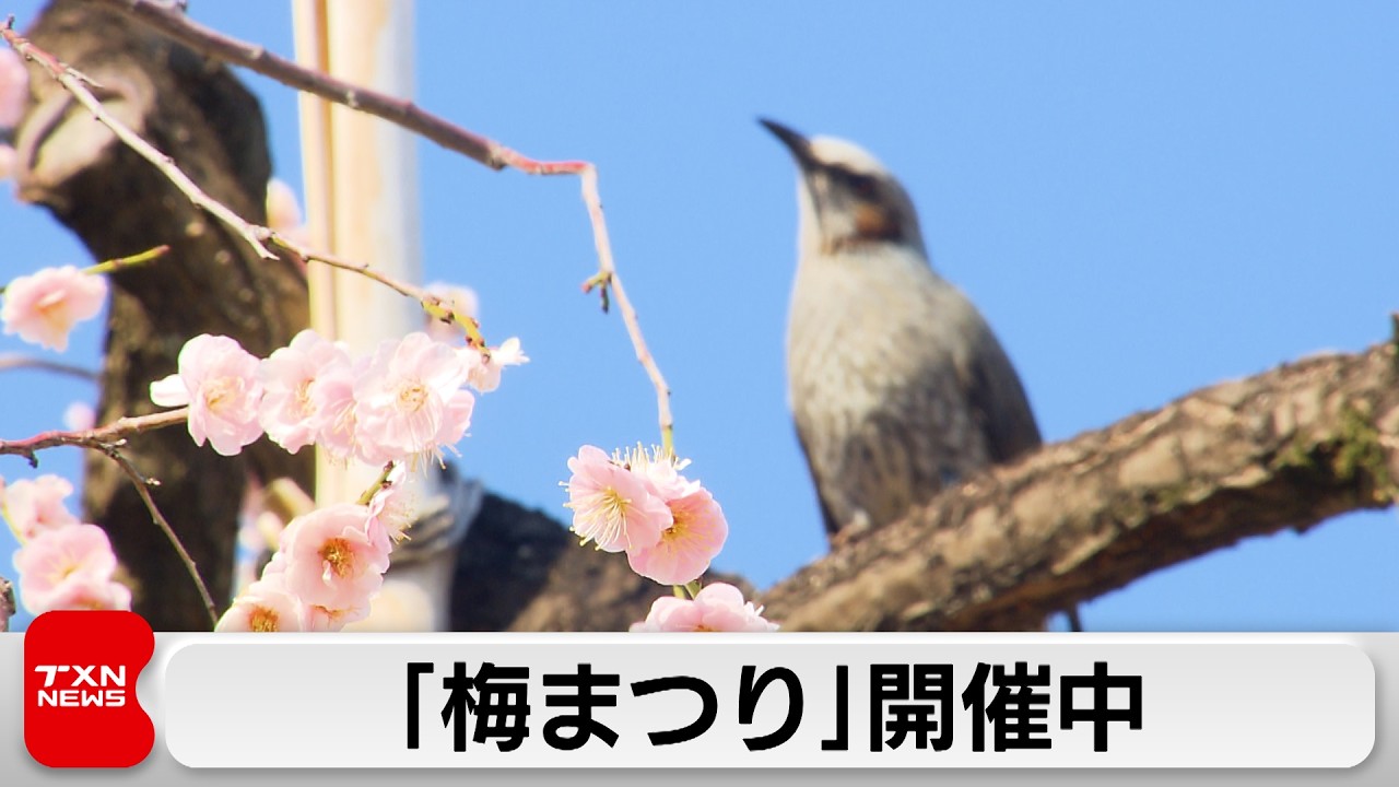 湯島天神「梅まつり」 今月末に見頃