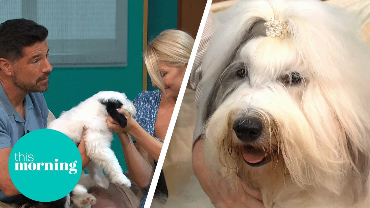 Meet The Real Life Dulux Dog And Her Puppies! | This Morning