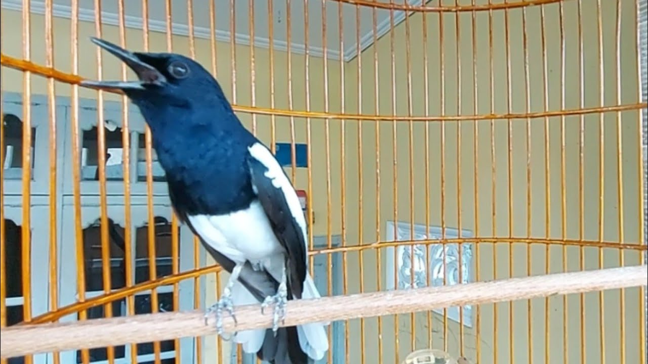 Terapi kacer malas bunyi susah bunyi CEPAT GACOR