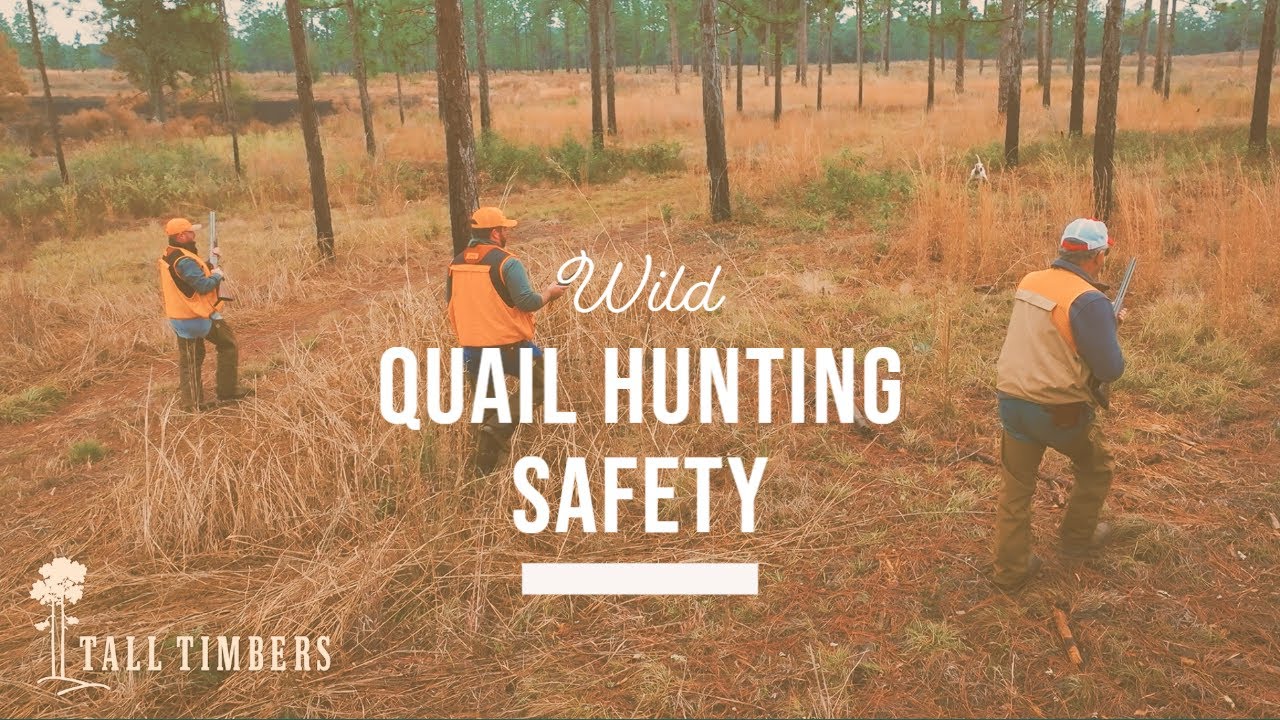 Tall Timbers Wild Quail Hunting Safety