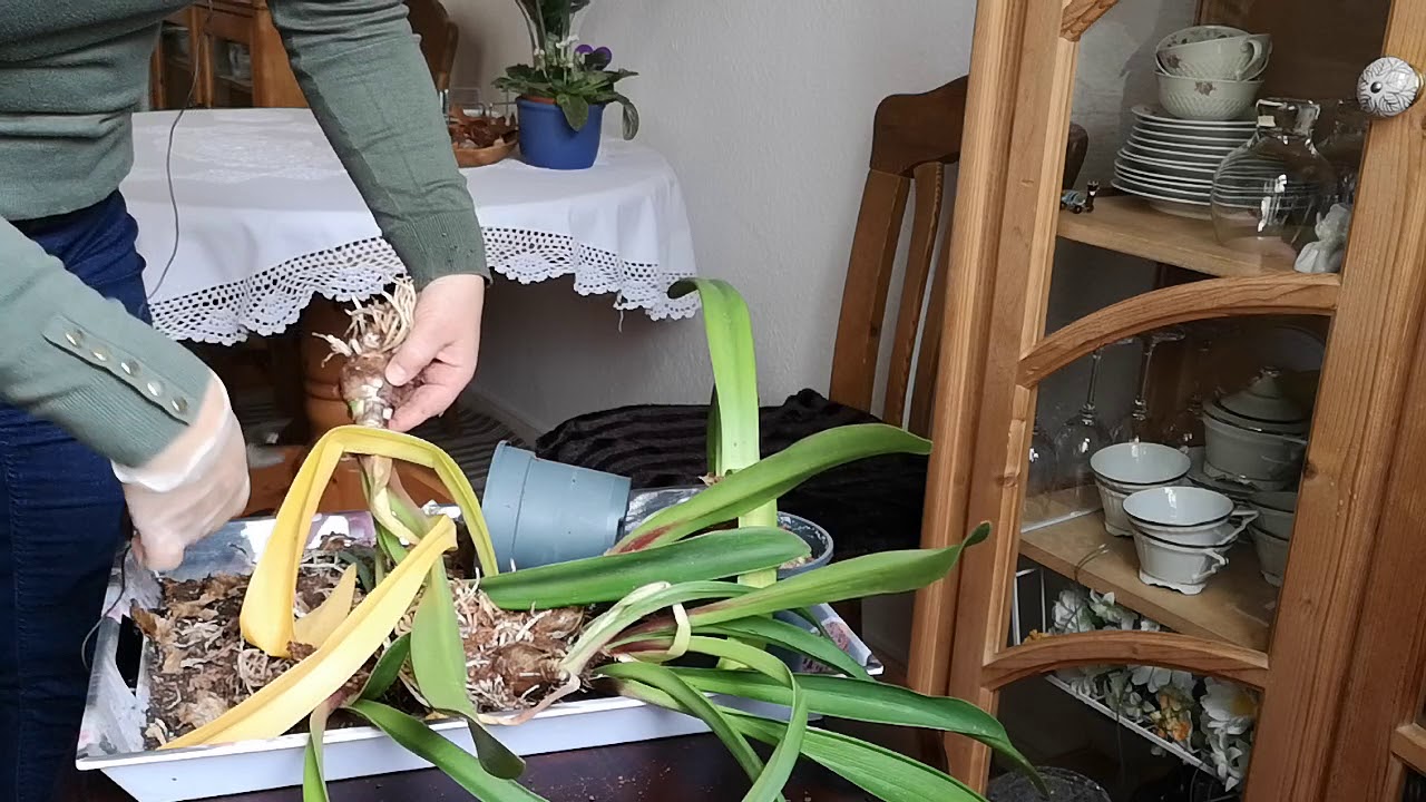Jesienne przygotowanie amarylisów do zimowego kwitnienia. Rozmnażanie cebulek