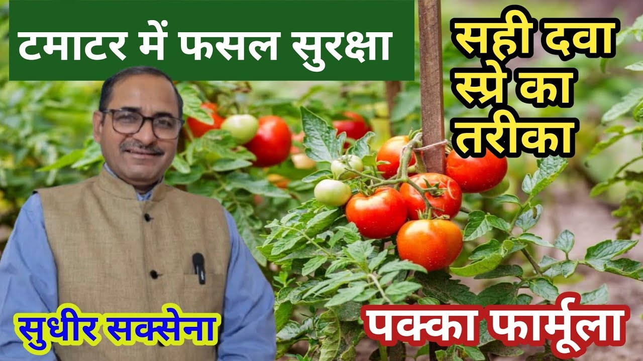 टमाटर में कीट रोग नियंत्रण। टमाटर को कीड़े बीमारियों से कैसे बचाएं। टमाटर में कौन सी दवा का स्प्रे 