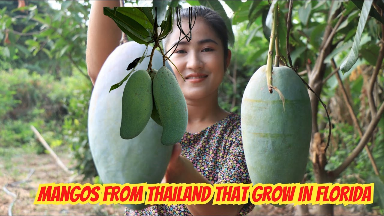 Mangos From Thailand That Grow In Florida (Part 1)