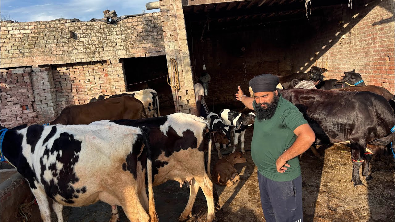 March 14, 2026 📞 +91 97809 11798☎️ #ਤਾਜੀਆ_ਸੂਈਆ #ਗੱਬਣਾ #jarsicow #hfcow #sale #share #viralvideo 