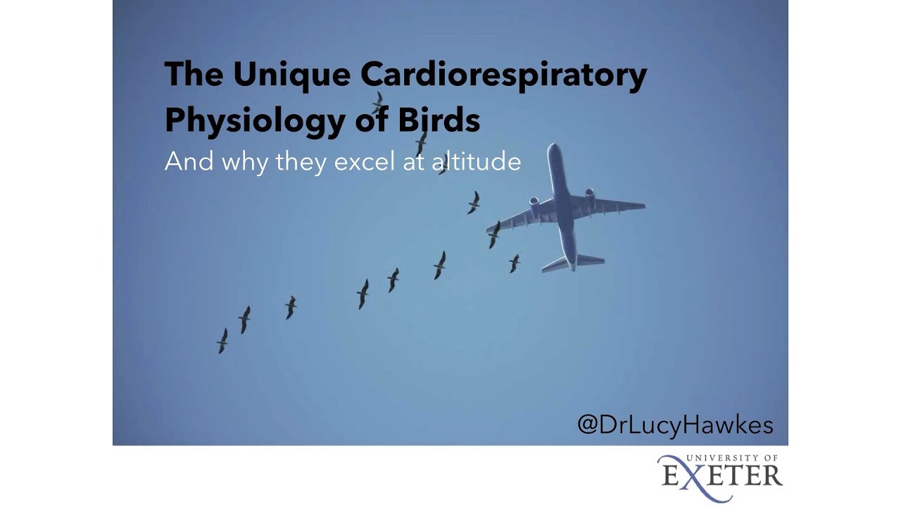 The unique cardiorespiratory physiology of birds