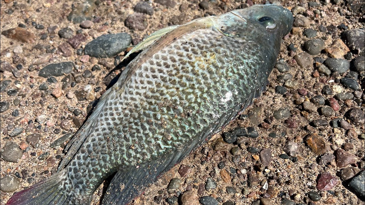 Video de pesca completo 