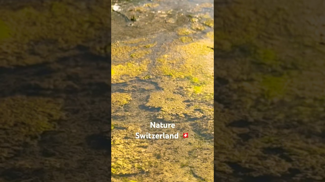Beautiful of Switzerland 🇨🇭  Real voice of nature watter fall #holiday #travel #swisswaterfalls