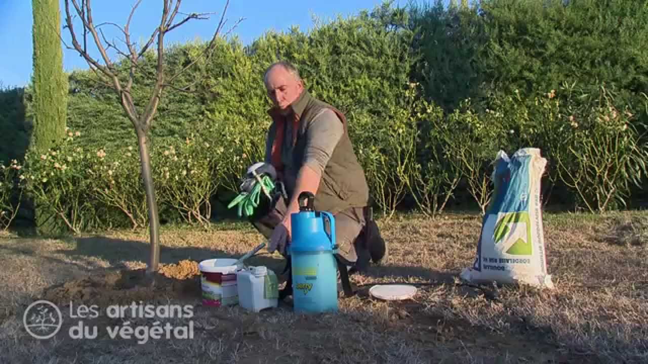 🌿 Comment soigner naturellement ses arbres fruitiers en hiver ? 🍎🍒🍑