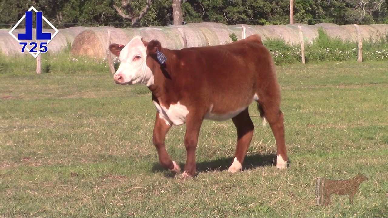 Lot 10 - DBLL JR 507C FUZZY 725 ET