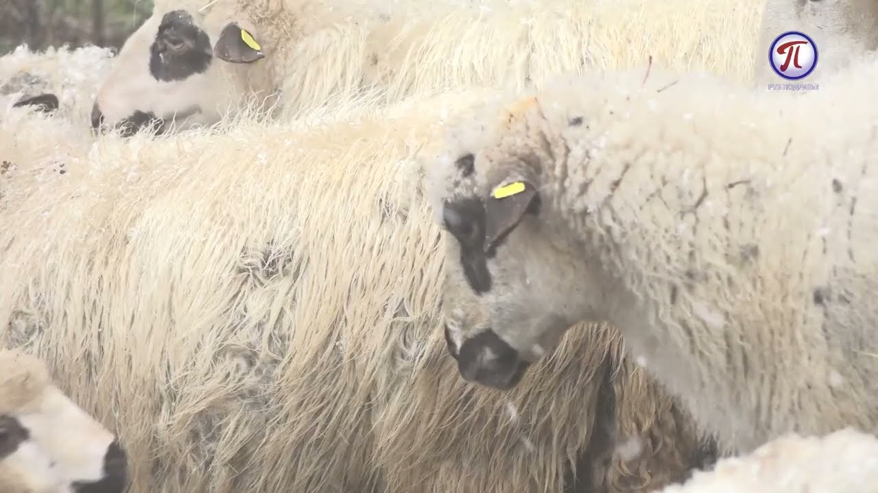 Tokom zime aktivna su jagnjenja u ovčarskoj proizvodnji