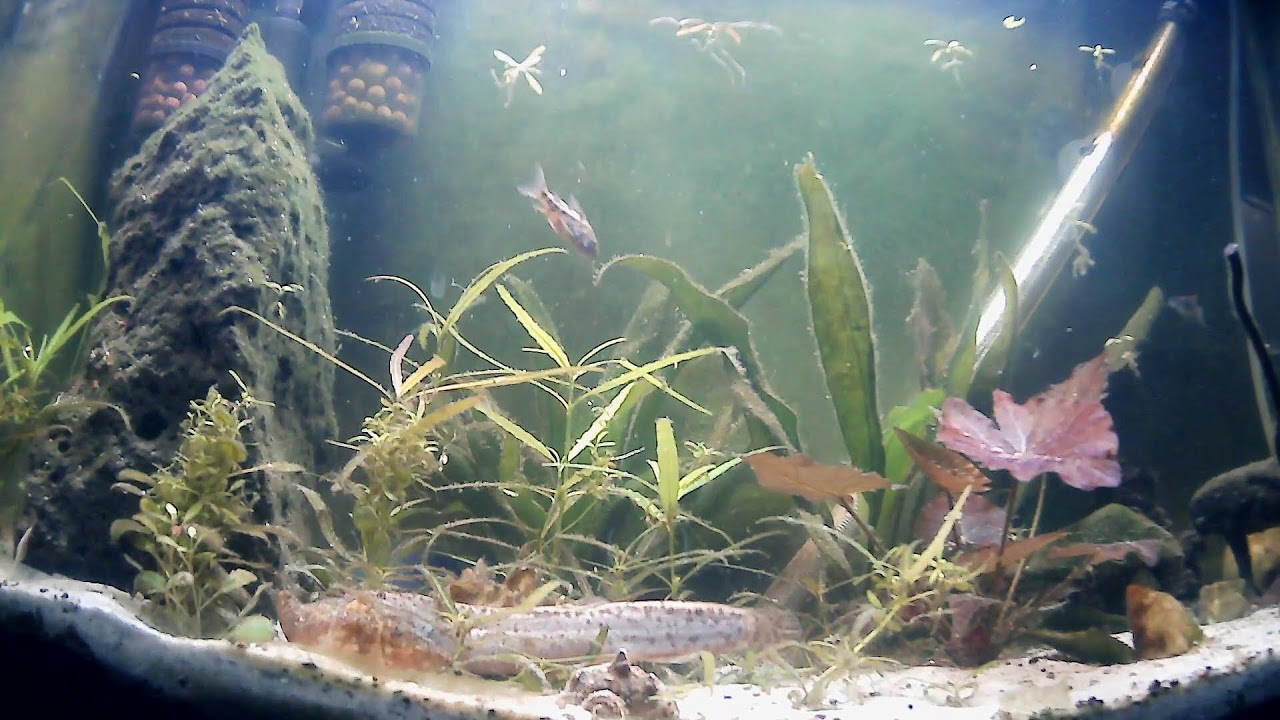 fishes