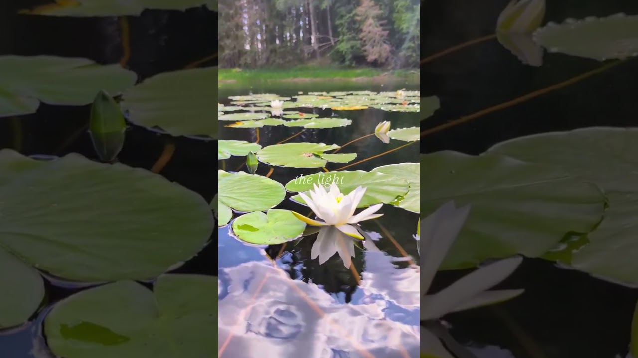 Farris peace, summer 2025  #rewild #rewildnorge #naturehigh