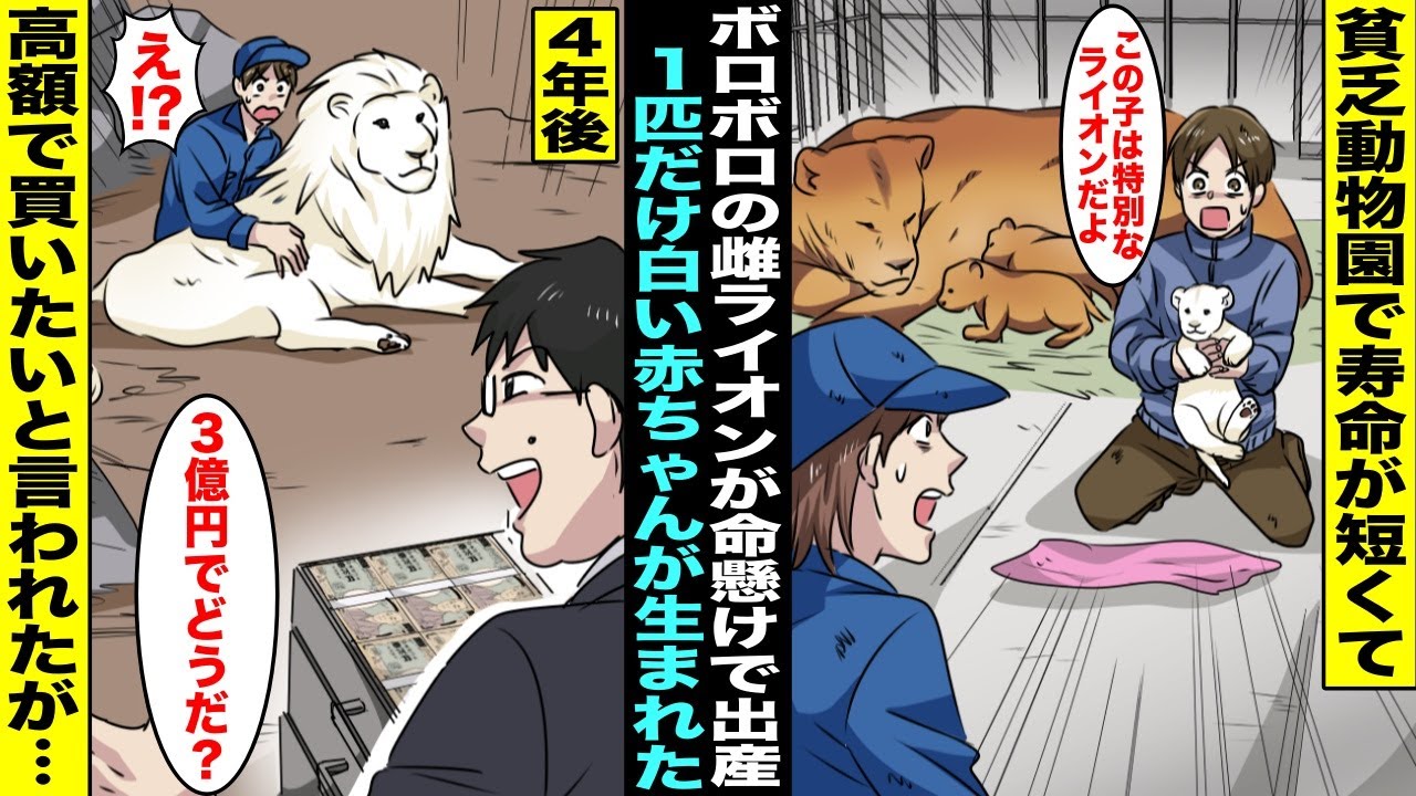【漫画】廃業が決まった貧乏動物園でボロボロのメスライオンが命懸けで出産したら１匹だけ白いアルビノの赤ちゃんライオンが生まれた…４年後、成長したら大金持ちから高額で買い取りたいと言われたが・・・
