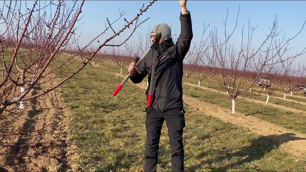 Kajszi metszés újra 3. éves KARÁD 2022 március