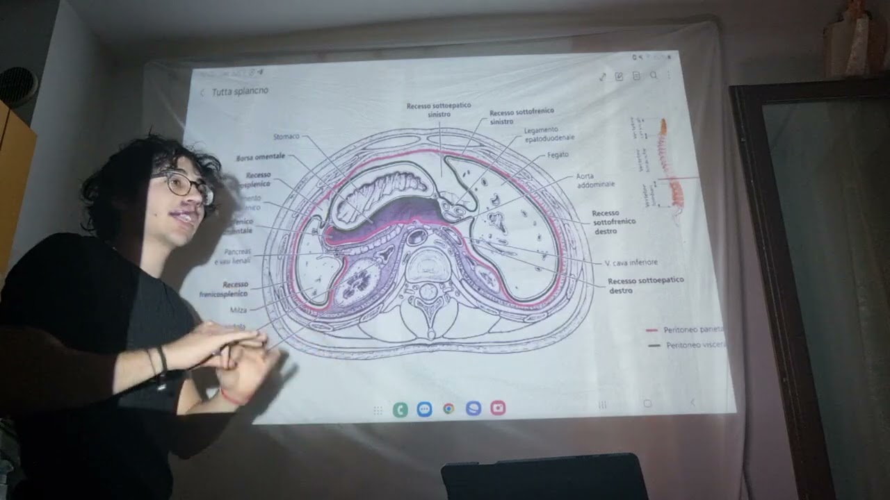 milza spiegata dal dottor nicolaus