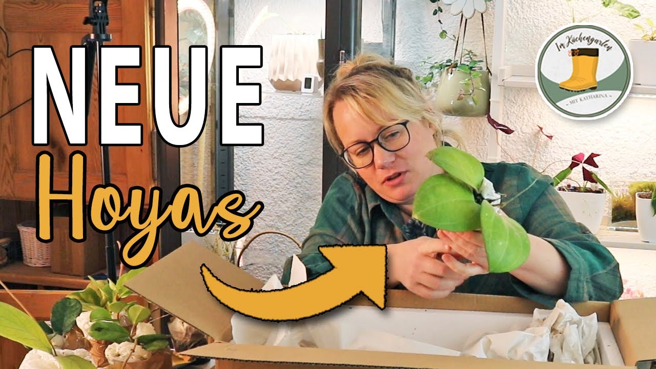 🌼🌵 Zimmerpflanzen MONTAG #7 | Die Schönheit der Wachsblumen / Hoyas