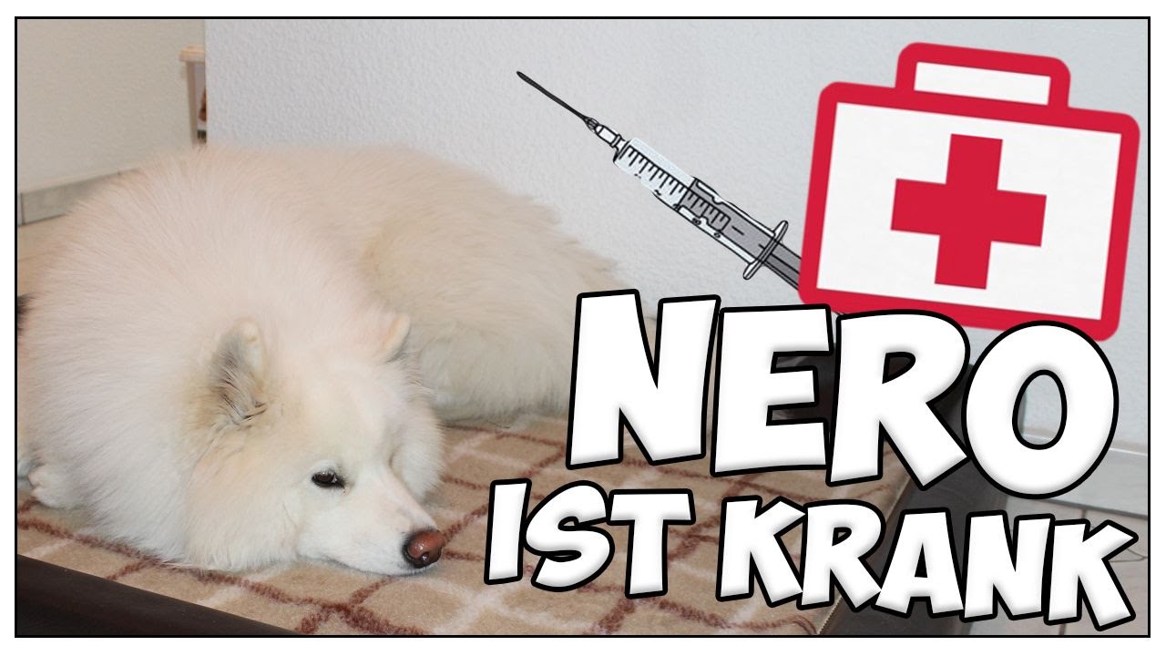 Infovideo: Nero ist krank! :( Hund ist krank! Behandlung beim Tierarzt! Wie es ihm jetzt geht