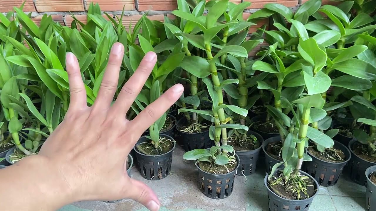 B&aacute;n Lan Dendro Nắng Pensoda Xưa,B&ograve; T&iacute;m,B&agrave; Liễu xưa Gi&aacute; Rẻ LH Zalo 0902889523! 12/7