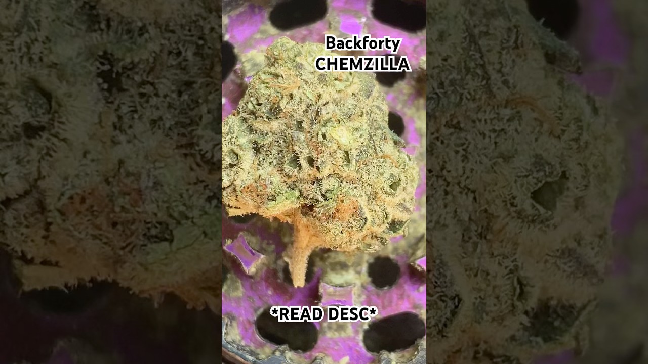 CHEMZILLA from Backforty CA. Flower Review