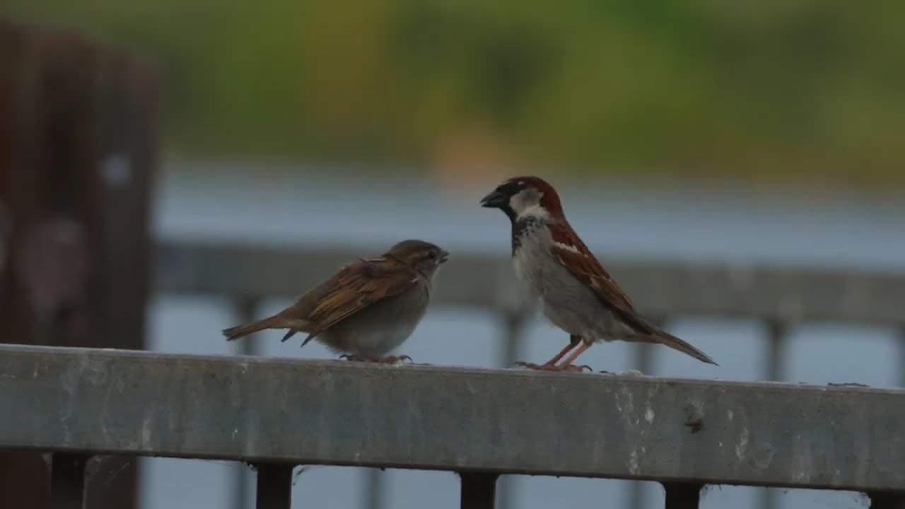 Male House Sparrow Feeding Baby | Adorable Bird Parenting Moment