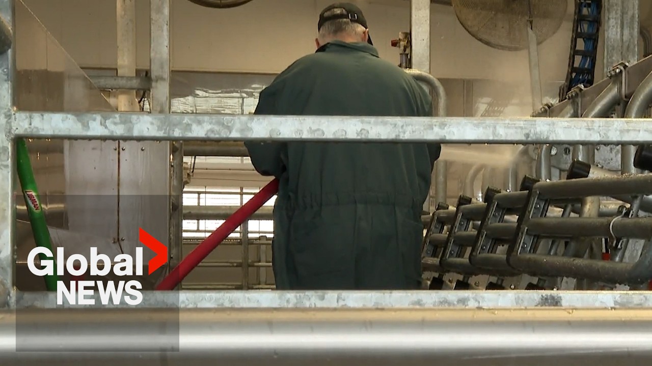 Ontario prison-run dairy farm raises ethical concerns about labour