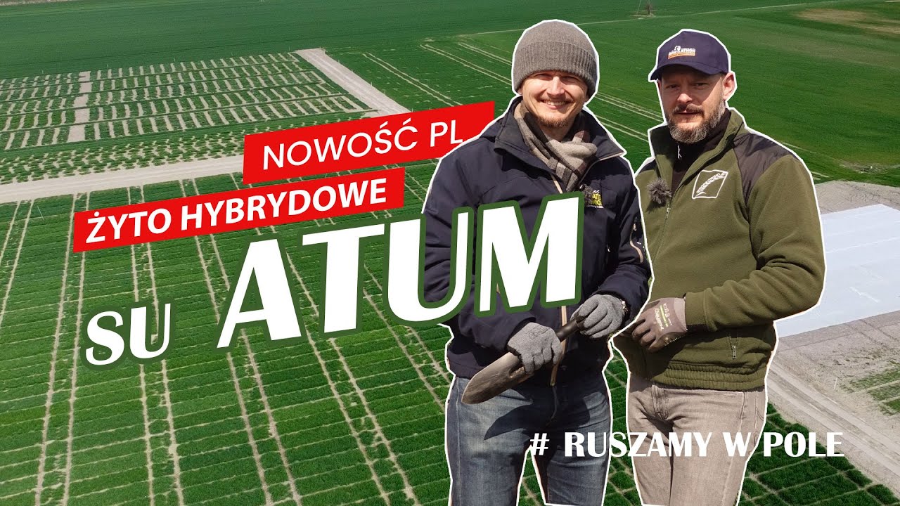 Niecodzienna sytuacja w życie mieszańcowym. Nowa odmiana żyta w PL