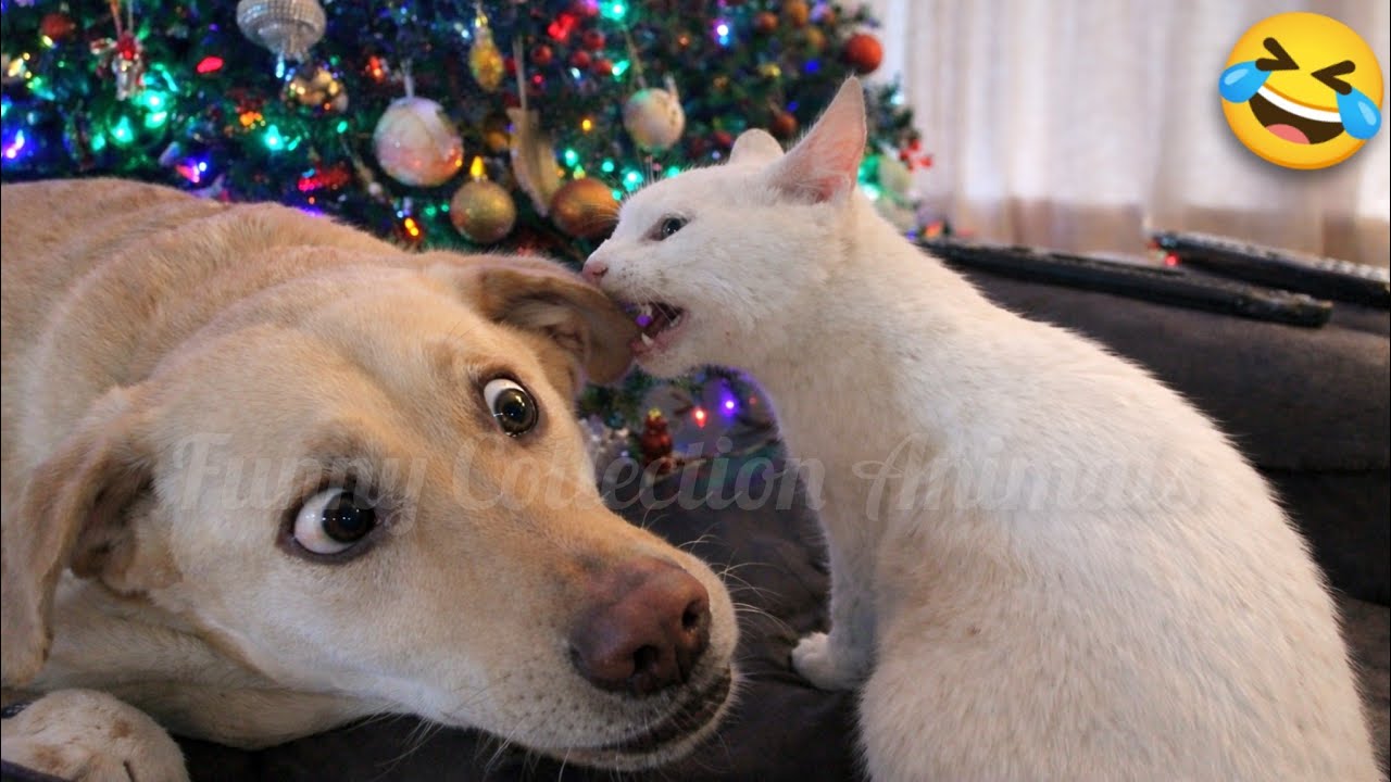 FUNNIEST Cats & Dogs Compilation 😂 | 50 Minutes of Non-Stop Laughs