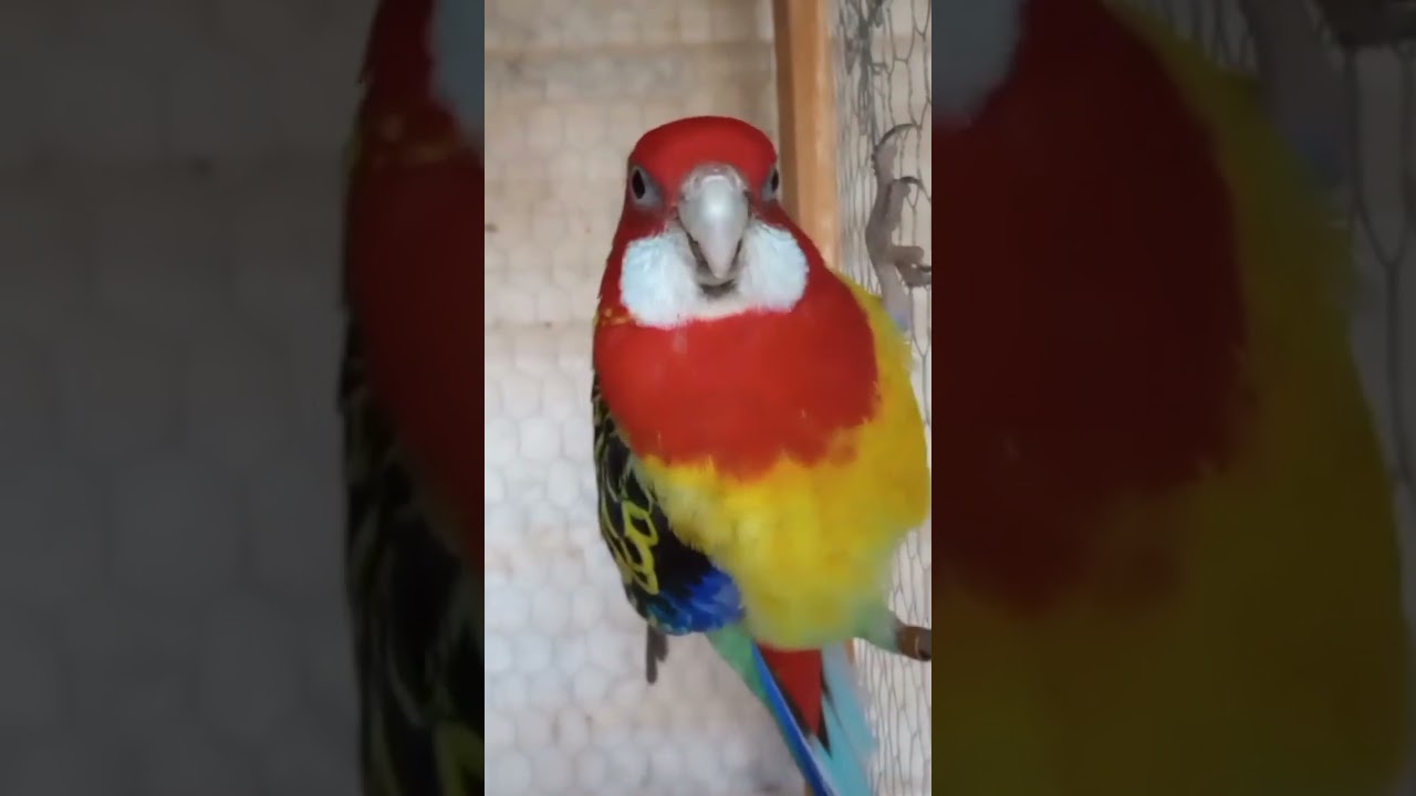 Rosela Ex&iacute;mios Ancestral! #birds #criacoes#lovebirds#pets#roselassi#ex&oacute;ticos#psitac&iacute;deos#fofuras.