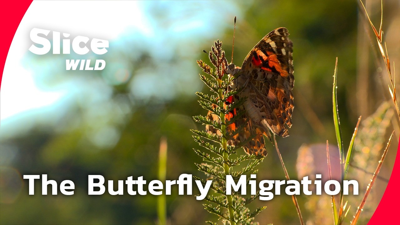 The Painted Lady: The Butterfly That Crosses Continents | SLICE WILD