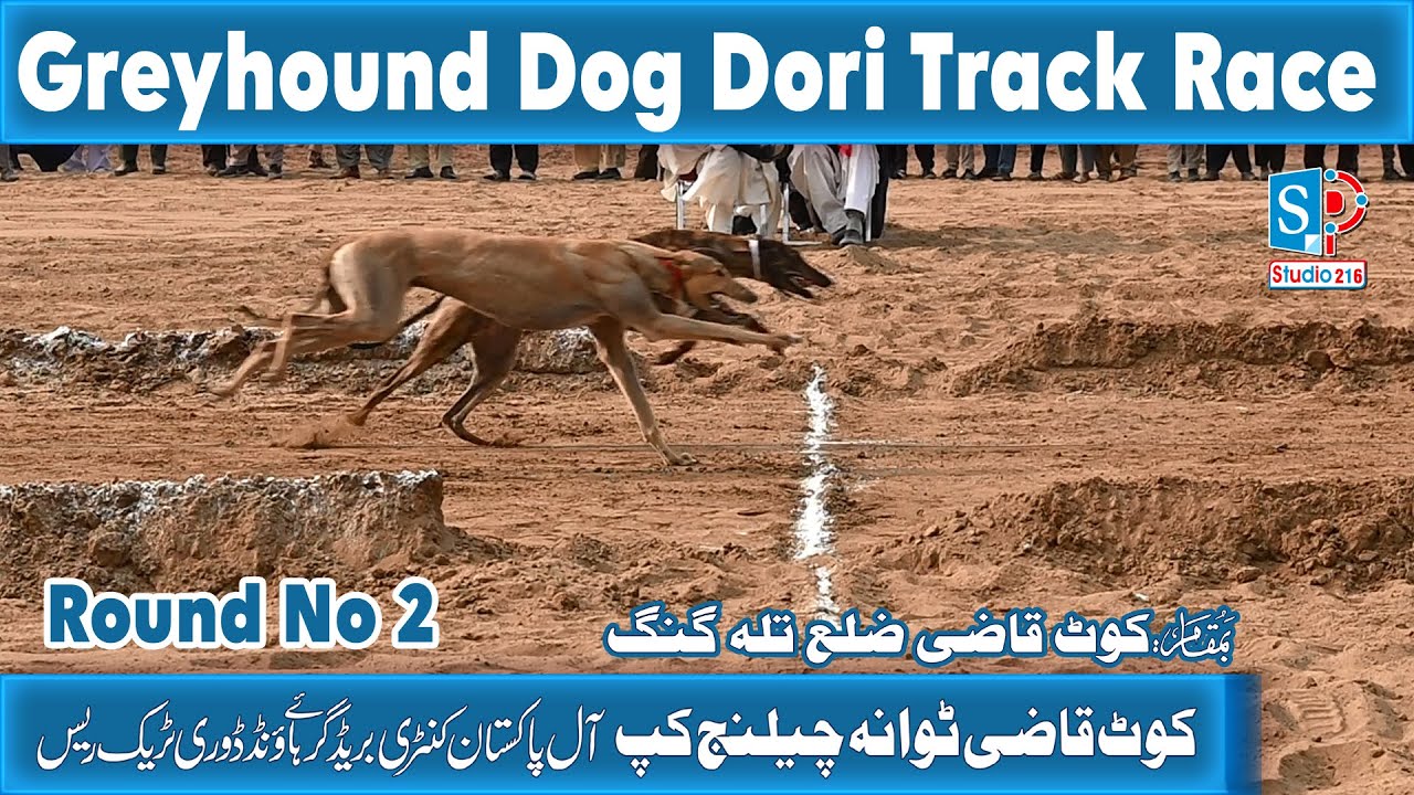 Dog Race | Dori Track Race | Round No 2 | kot Qazi Talagang | 02-02-2025 #greyhound #greyhoundlovers