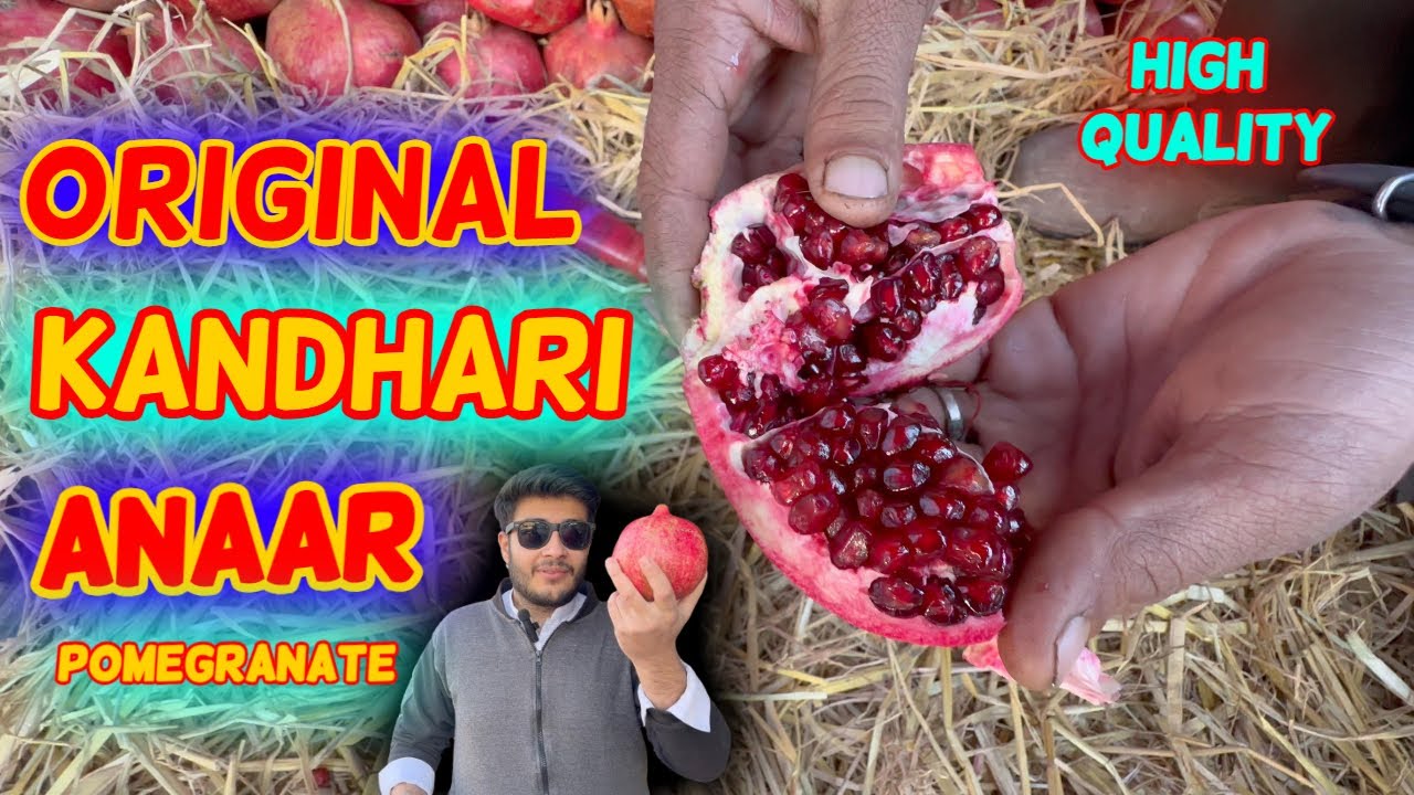 Kandhari Anar: The Jewel of Pomegranates in Quetta | Tips, FAQs, & Amazing Benefits | F&S Adventures