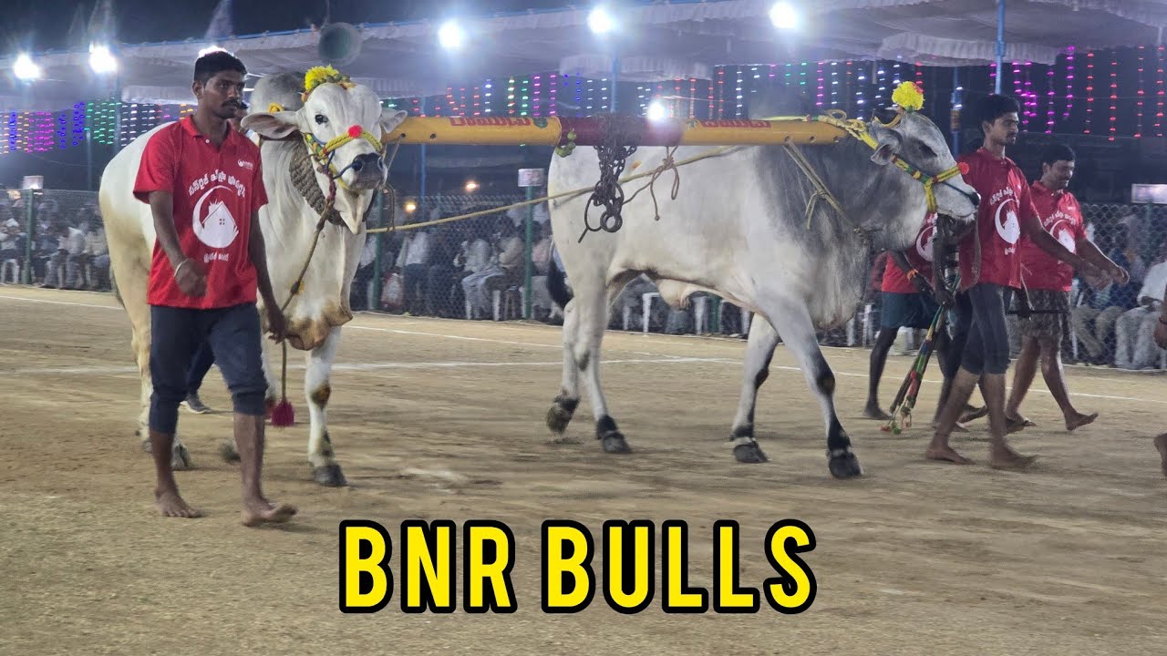 రెంటచింతల ఆరుపళ్ళు 14జత.BNR. Bulls. బత్తుల శ్రీనివాసరావు గారు. నవులూరు గ్రామం మంగళగిరి మండలం