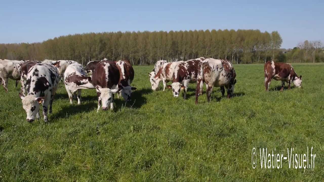 Génisses Normandes en pâture sur un mélange prairial de graminées fourragères