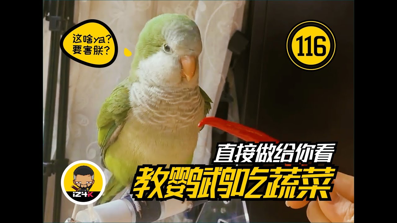 如何教鹦鹉吃蔬菜~现场吃播~【#116】手养鹦鹉【日常】只吃水果不吃蔬菜的请举手~实拍如何征服一头犟驴~