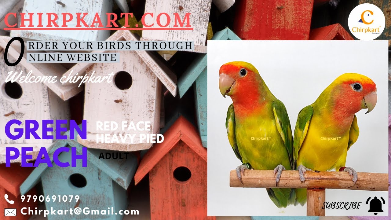 GREEN PEACH PIED || ADULT PAIR || AFRICEN LOVE BIRDS || CHIRPKART || ONLINE PET SHOP || CBE