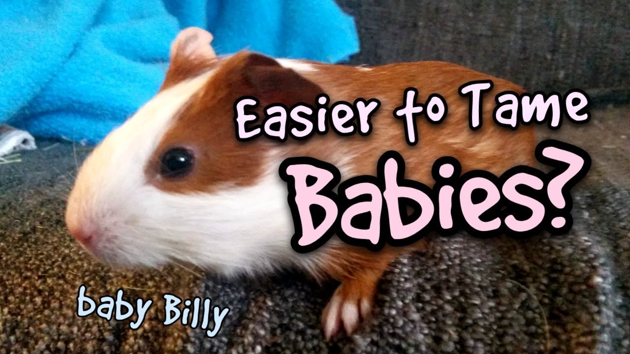 Is it Easier to Tame Baby Guinea Pigs?