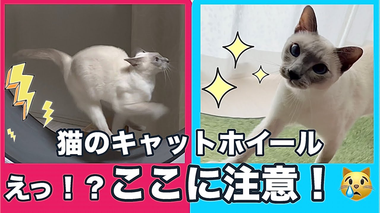 もう失敗しない！🐾キャットホイールの選び方⚠️使ってわかった注意点とおすすめポイント✨【リアルレビュー📝】【猫・トンキニーズ🐱】