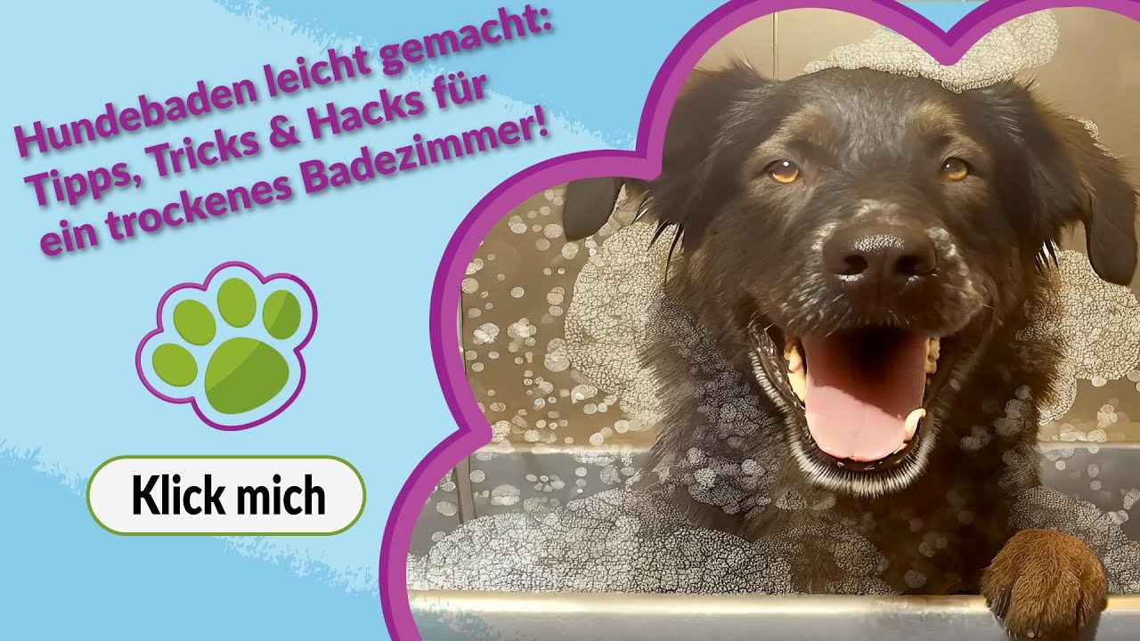 Hundebaden leicht gemacht: Tipps, Tricks & Hacks für ein trockenes Badezimmer! 🐾🚿