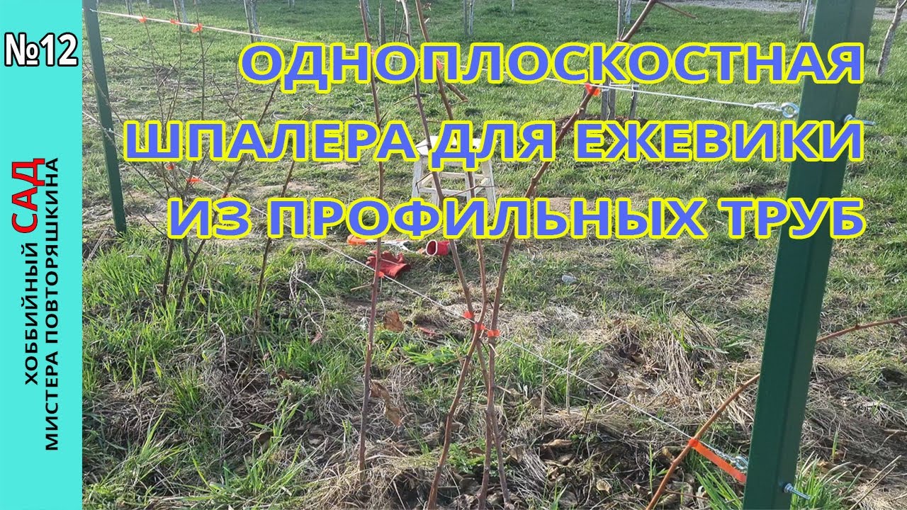 Одноплоскостная #шпалера для ежевики из профильной трубы своими руками.