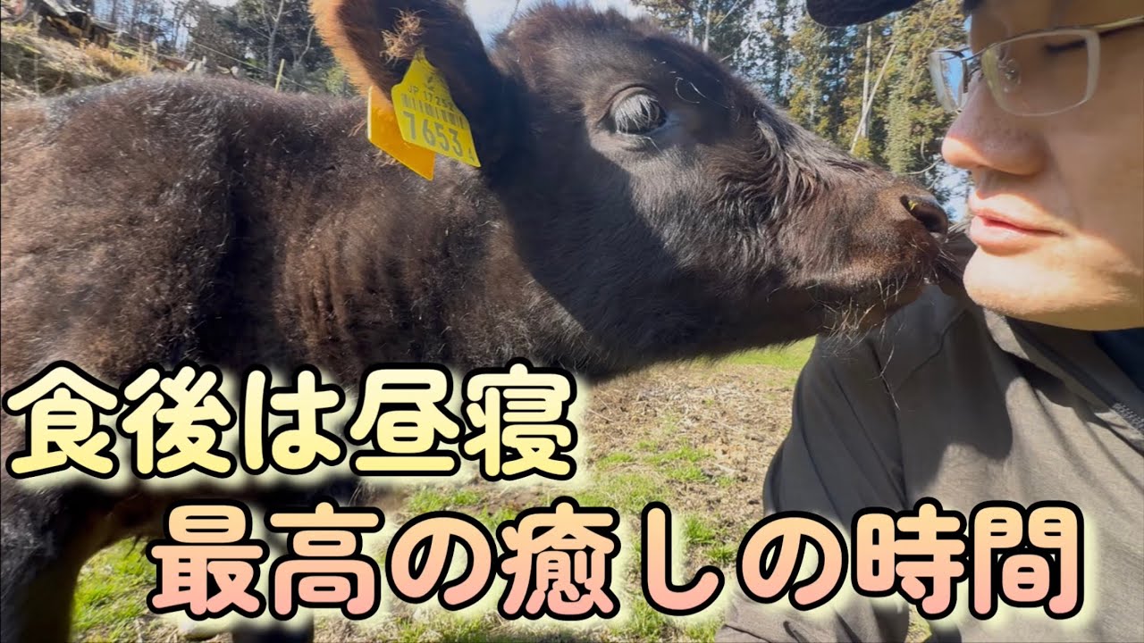 【至福】全人類に見てほしい。食後の子牛たちが織りなす『リゾートな日常』が平和すぎる。🍃