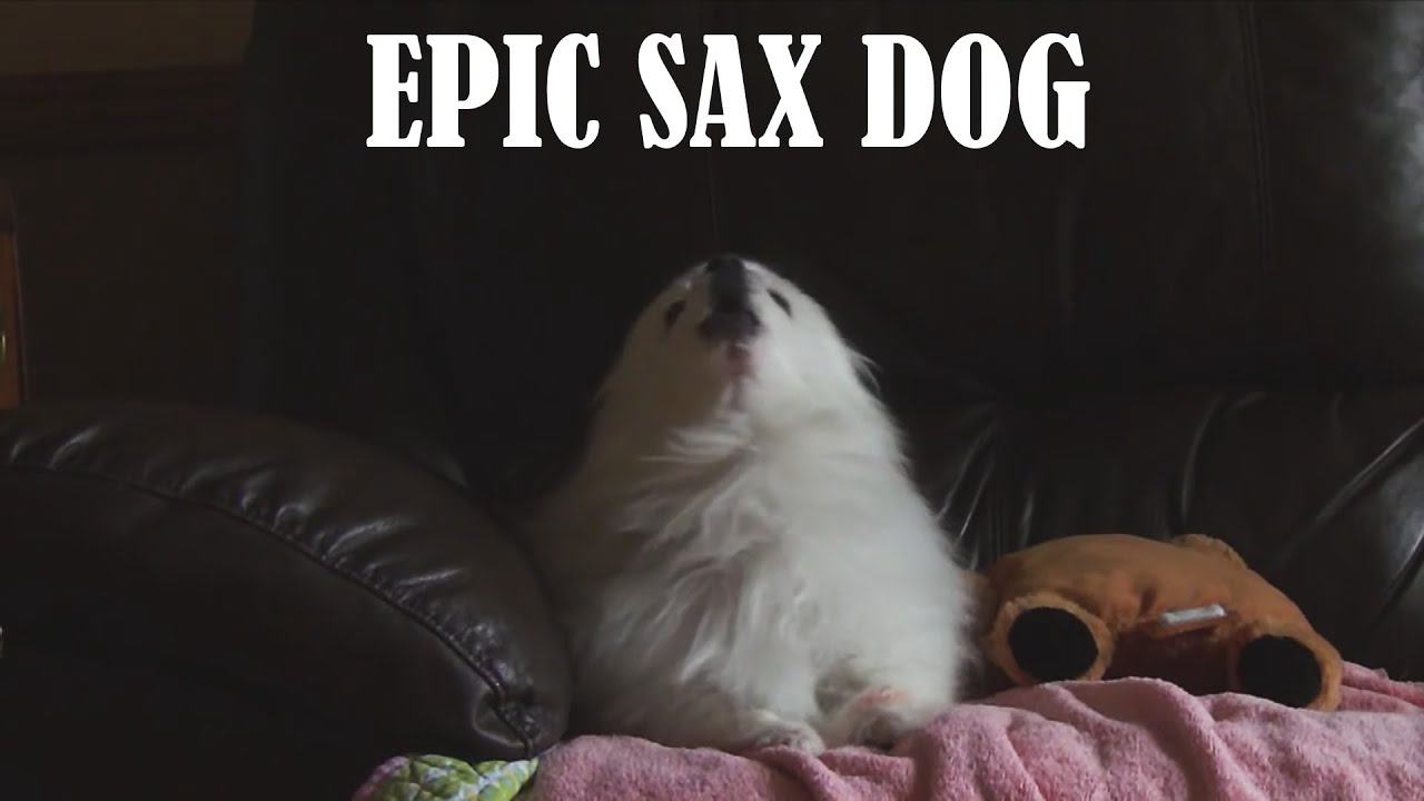 Gabe the Dog - Epic Sax Dog