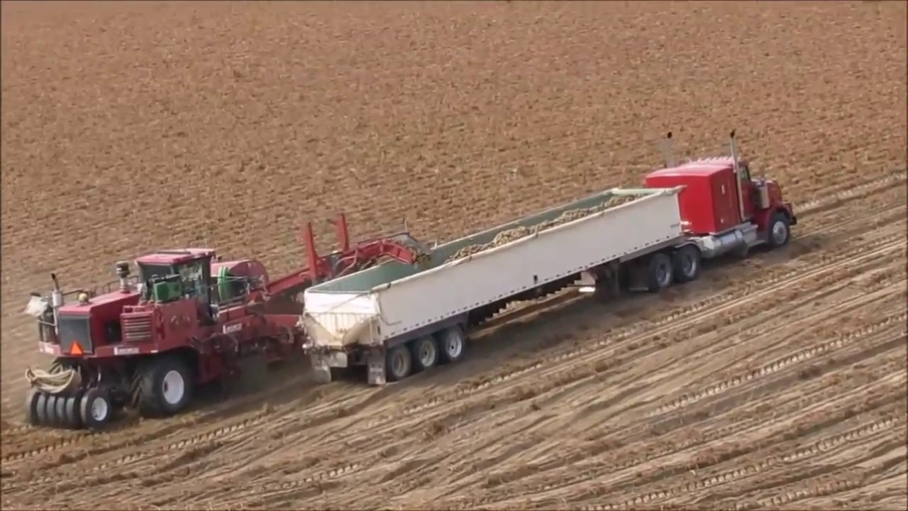 Potato Harvest 2017