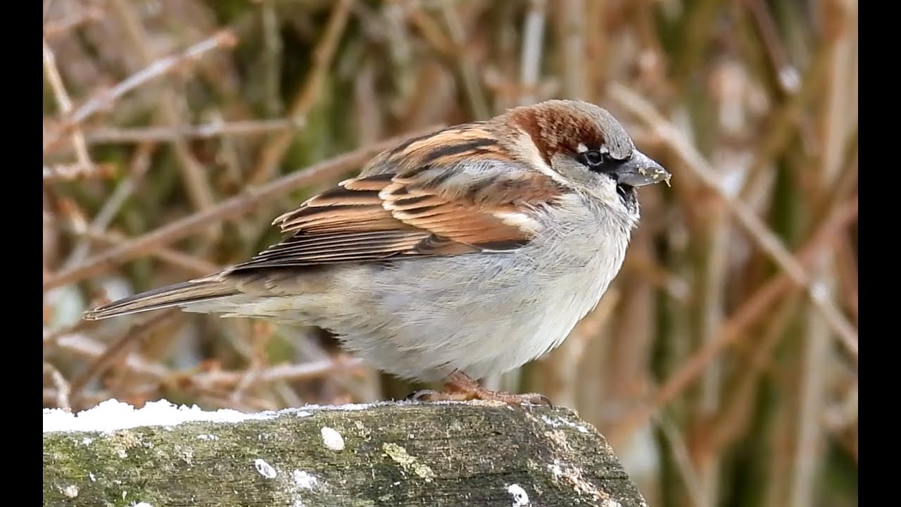Vrabec domácí, House Sparrow, Haussperling, Huismus, Домовый воробей, Wróbel zwyczajny