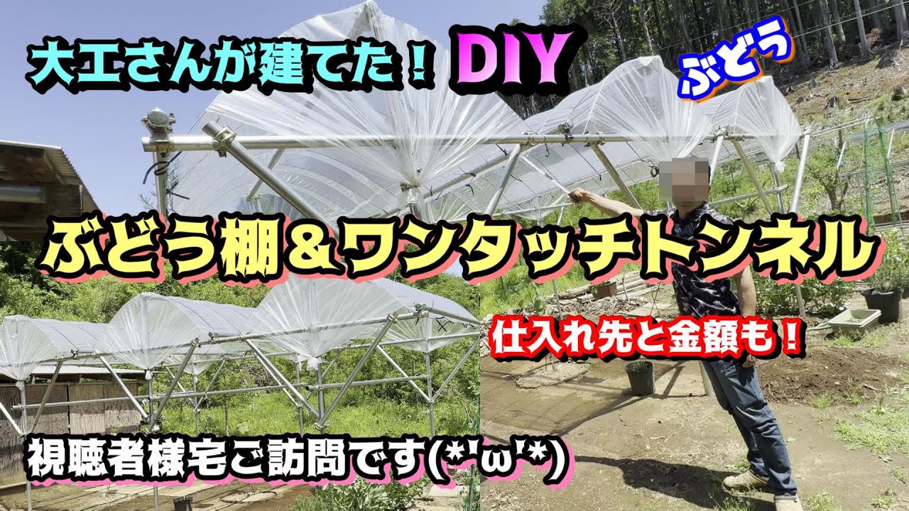 視聴者様宅訪問、ワンタッチトンネル＆ぶどう棚（大工さんが工事）仕入れと価格もＤＩＹＹ字葡萄棚#ぶどう棚#雨除け#雨よけ#diy#家庭菜園
