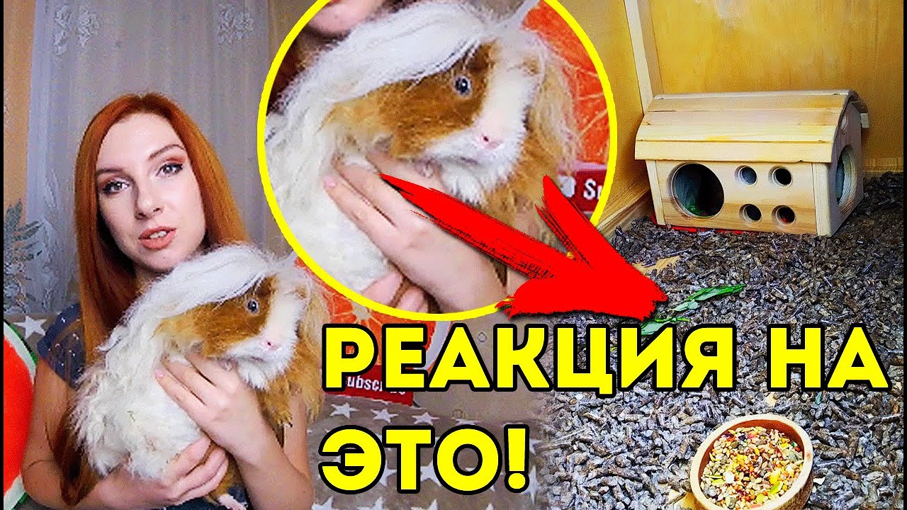 РЕАКЦИЯ на СОДЕРЖАНИЕ ПИТОМЦЕВ ПОДПИСЧИКОВ | SvinkiShow