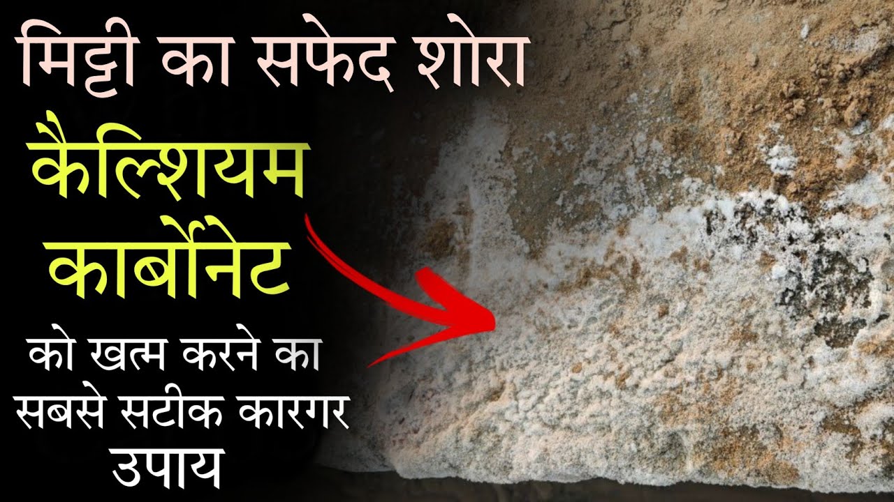 मिट्टी से सफेद शोरा कैल्शियम कार्बोनेट को कैसे खत्म करें |Calcium Carbonate in soil |by PC Verma