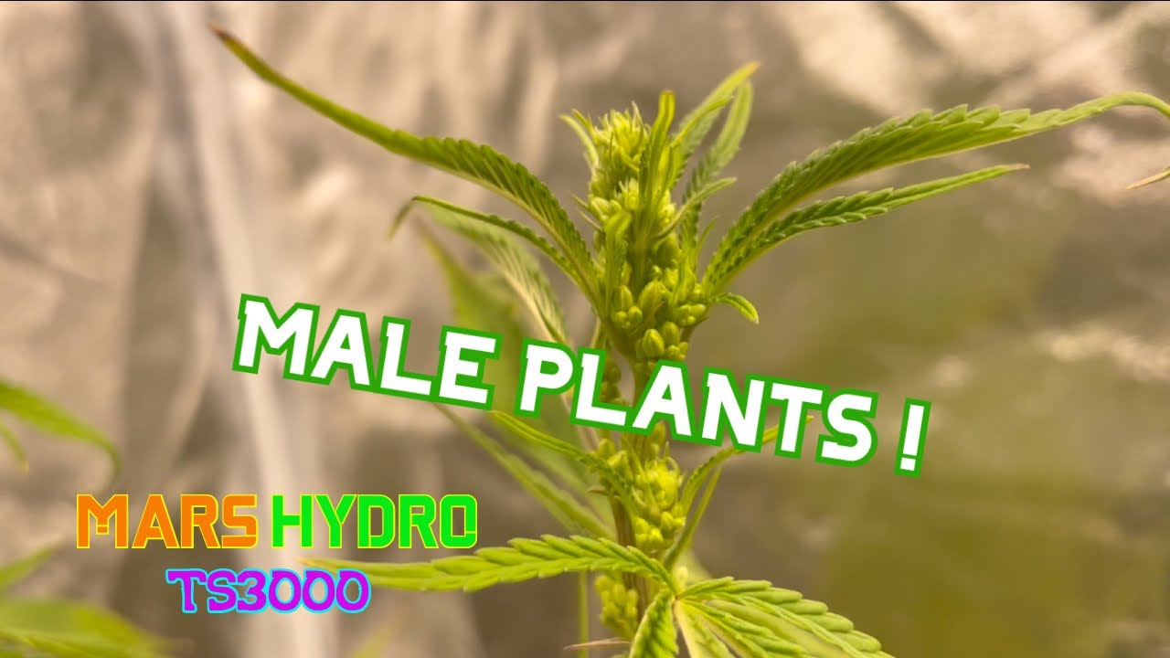 Regular Seeds - Male plants & Grow update