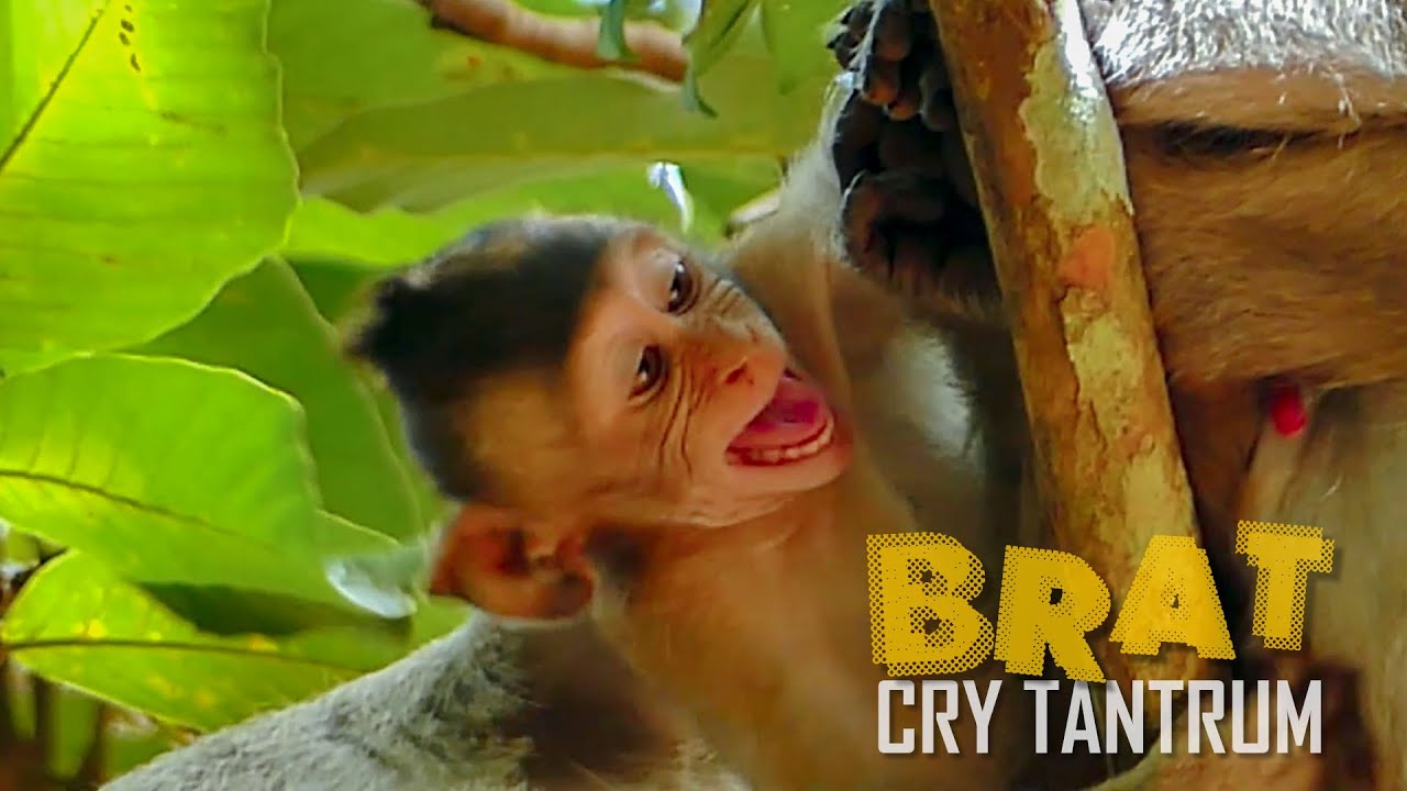 OMG! Spoil Brat Baby Monkey Crying Very Loudly Hungry Milk, Brat So Spoil Mum